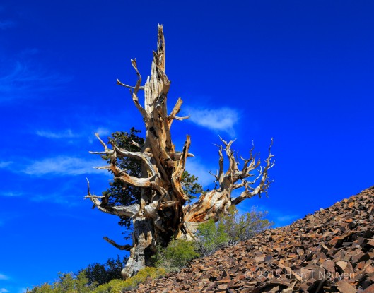 Bristlecone Pine used in Japanese commercial.