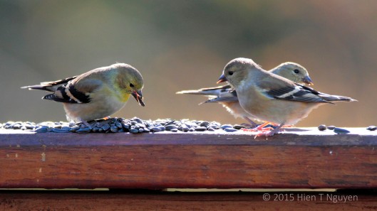 Trio of Gold Finches in their non-breeding plumage.