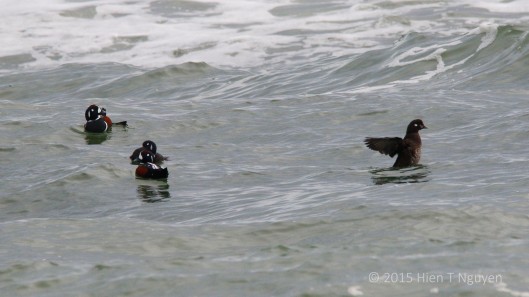 Harlequin Ducks, female at right.