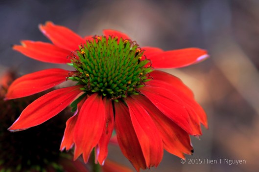 Orange Echinacea with green center at my house.