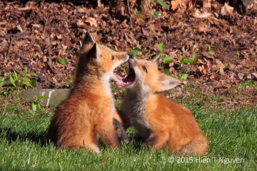 Young Red Foxes, May 2015.