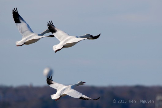 Three Snow Geese flying North.