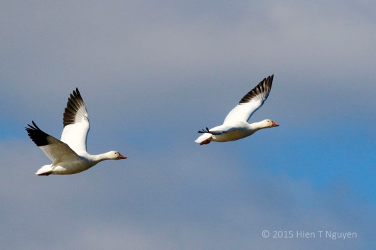 Snow Geese flying North.