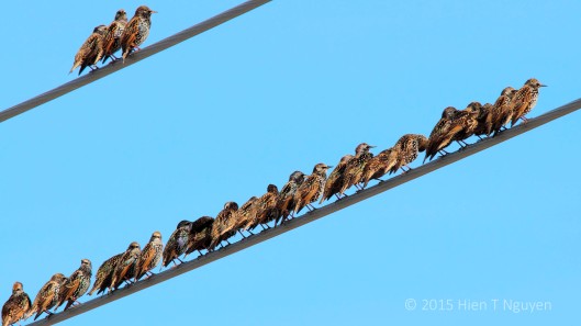 Starlings on electrical wire.