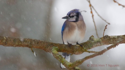 Blue Jay in snowstorm.