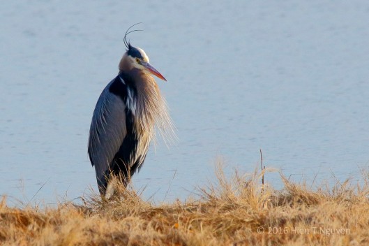 Great Blue Heron: "You there, keep quiet. Don't scare the fishes!"