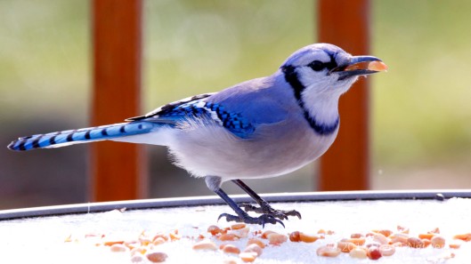 Blue Jay stuffing peanuts in its throat pouch, perhaps to take back to nest.