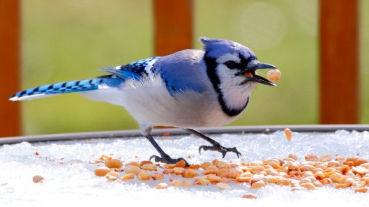 Blue Jay gorging on peanuts.