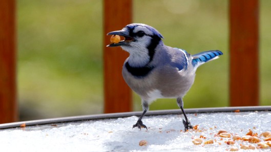 Blue Jay with last peanut before taking off.