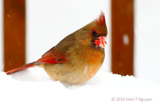 Female Cardinal in snow.