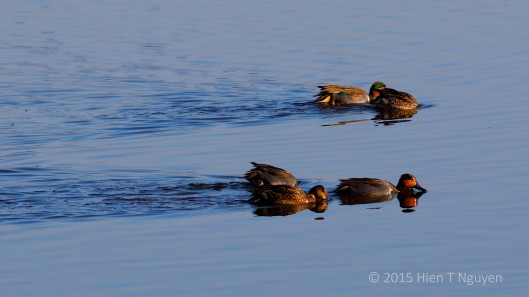 Green-winged Teals.