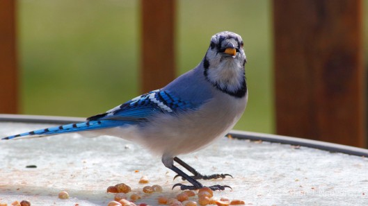 Blue Jay: "Is one enough, you think?"