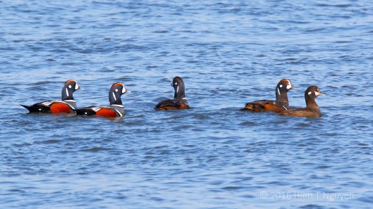 Five Harlequin Ducks near Barnegat Lighthouse.