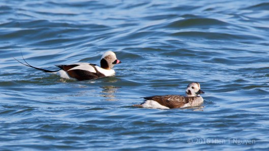 A pair of Long-tailed Ducks. Female is on the right.