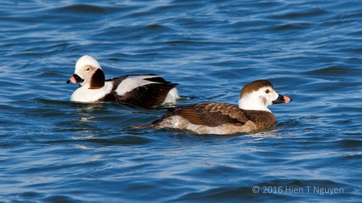 Male and female Long-tailed Ducks.