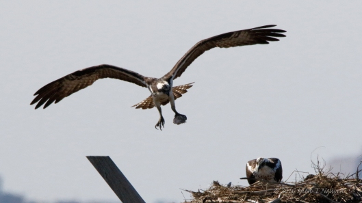 Male Osprey bringing fish to female busy incubating.