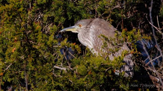 Juvenile Black-crowned Night Heron at Ocean City Welcome Center. 