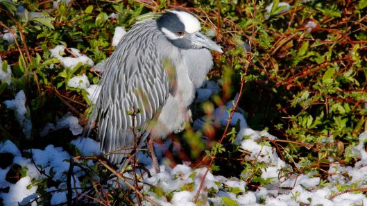 Black-crowned Night Heron at ocean City Welcome Center. Note snow on the ground.