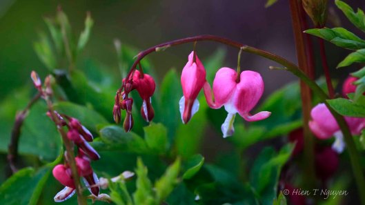 Bleeding Hearts. These grew closer to the house foundation and survived the several freezes we had.