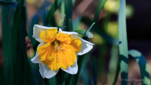 Daffodil at Sayen Park Botanical Garden.