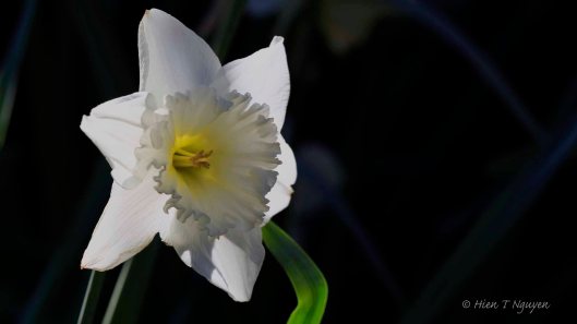Daffodil at Sayen Park Botanical Garden.