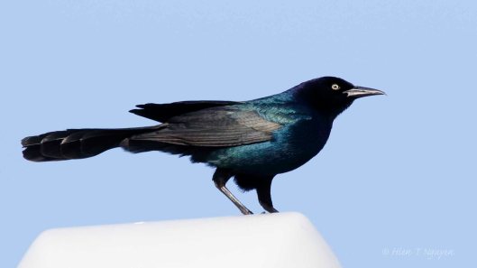Common Grackle on top of a street lamp.