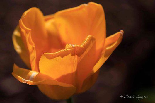 Close up of yellow Tulip.