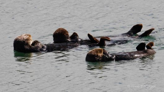 Sea Otters at Moss Landing Wildlife Area.