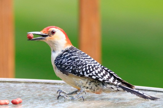 Red-bellied Woodpecker always picked a single peanut. They may make multiple trips, but only one peanut on each trip.