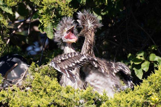 Young Yellow-crowned Night Heron: "Please, I didn't mean it!"