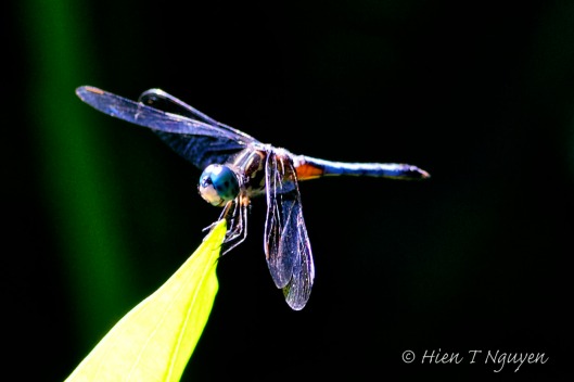 Dragonfly on Lotus leaf.