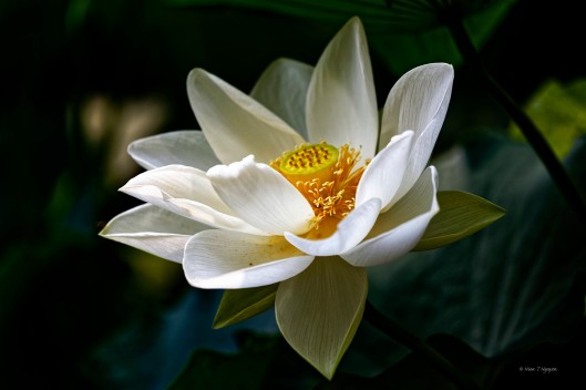 White lotus.