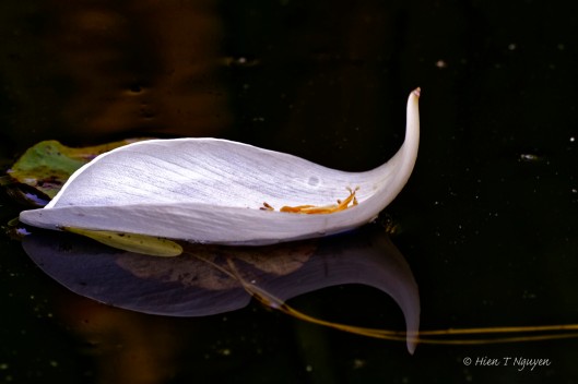 White Lotusd petal.