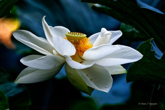 White Lotus.