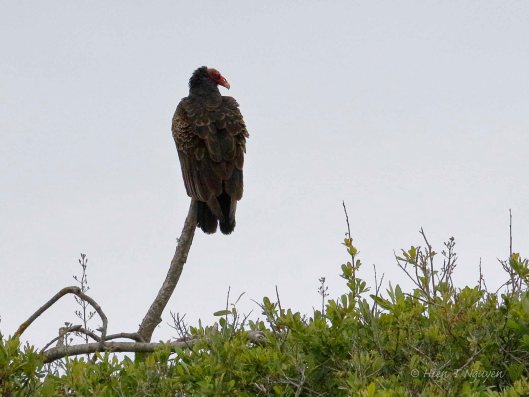 Turkey Vulture at Año Nuevo State Park oin California.