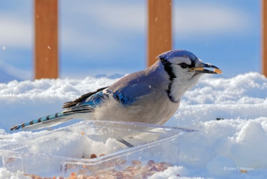 Blue Jay, after at least four peanuts down its throat.
