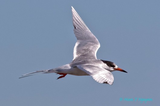 Common Tern fishing.