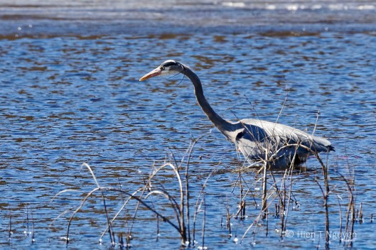 Great Blue Heron seeing a fish in the water.