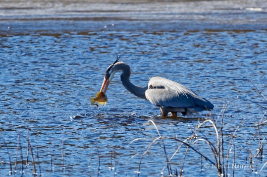 Great Blue Heron came up with a good-sized fish that it had pierced.